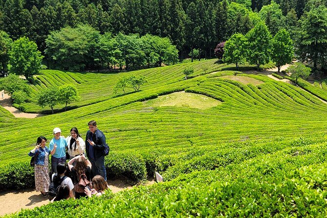 Boseong Tea Plantation & Suncheon National Garden[Train+Bus] - Key Points