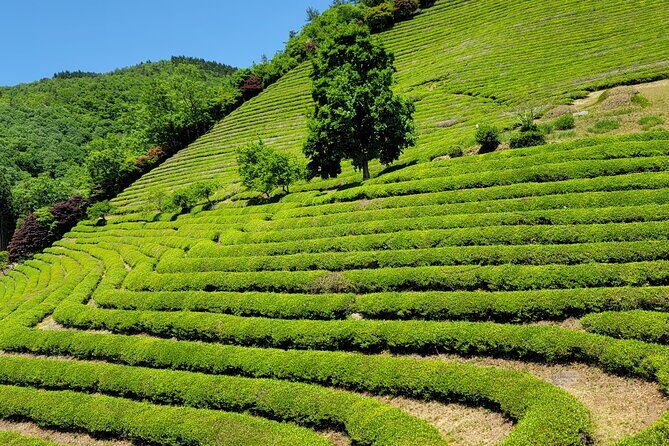 Boseong Tea Plantation & Suncheon National Garden[Train+Bus] - A Complete Picture of the Tour Experience