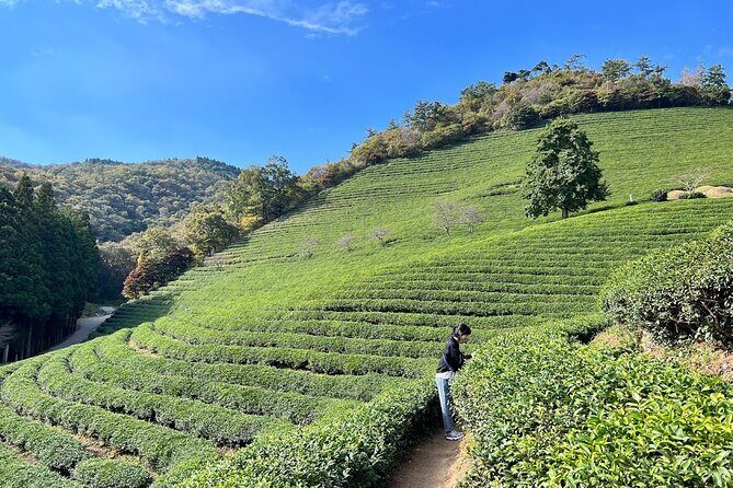 Boseong Tour : Green Tea Field, Mountain & Lake Trail (Private) - Who Will Love This Tour?