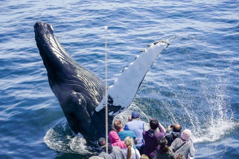 Boston: City Cruises Whale Watching Cruise - An Honest Look at the Whale Watching Experience