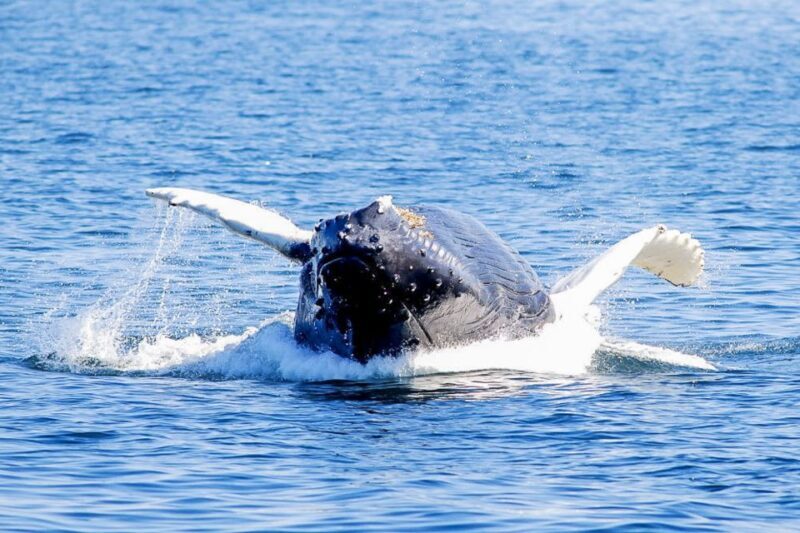 Boston: City Cruises Whale Watching Cruise - Practical Tips for Your Trip