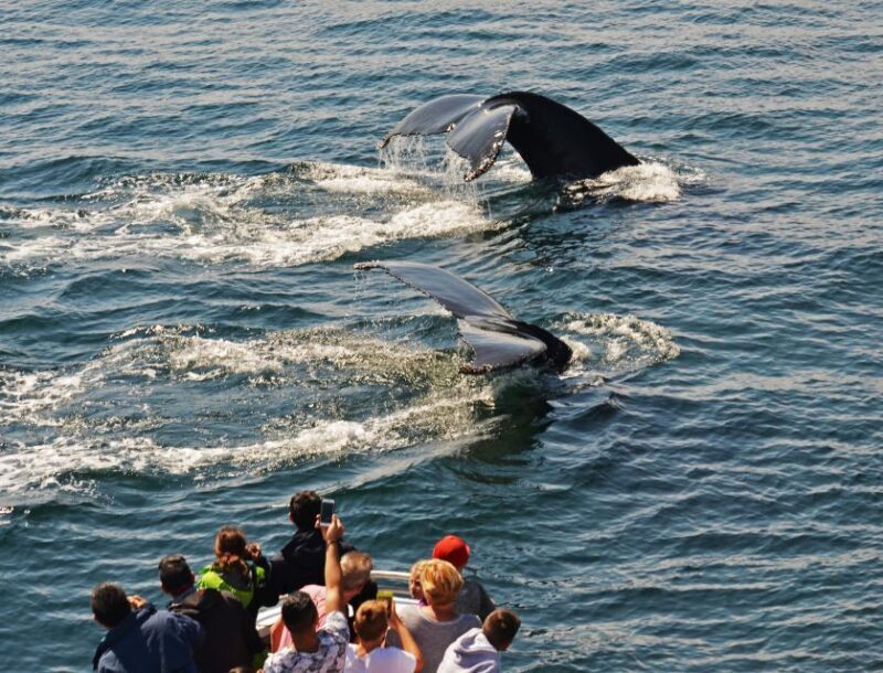 Boston: City Cruises Whale Watching Cruise - The Sum Up: Who Should Book This Cruise?
