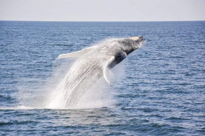 Boston: City Cruises Whale Watching Cruise - FAQ