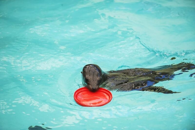 Boston: New England Aquarium Entry + Optional Simons Theatre - FAQs