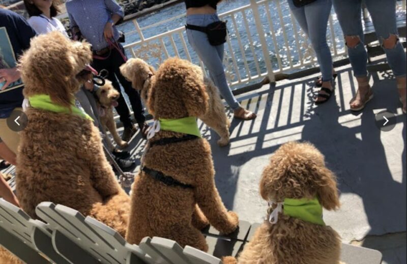 Boston: Scenic Harbor Cruise (Dog-Friendly) - Exploring Boston’s Harbor from the Water