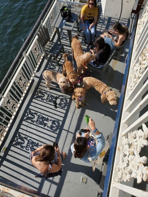 Boston: Scenic Harbor Cruise (Dog-Friendly) - Practical Details: What You Need to Know