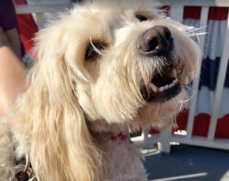 Boston: Scenic Harbor Cruise (Dog-Friendly) - Who Will Appreciate This Tour?