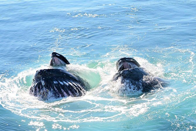 Boston Whale Watching Cruise by High-Speed Catamaran - An In-Depth Look at the Experience