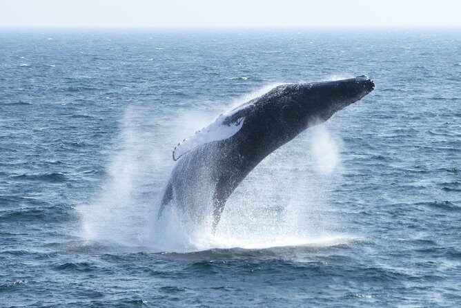 Boston Whale Watching Cruise by High-Speed Catamaran - FAQ