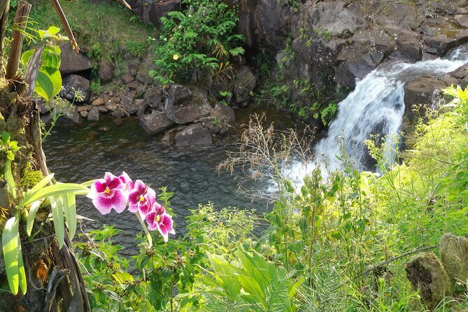 Botanical Tour and waterfall swim at The Cloudforest Bioreserve - Key Points