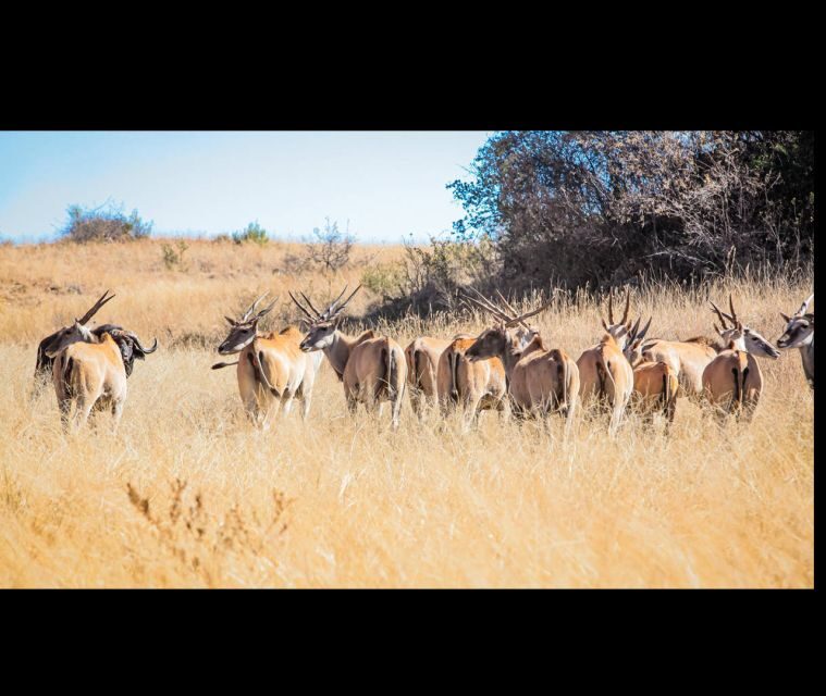 Bothongo Rhino and Lion Nature Reserve Self Drive - Key Points