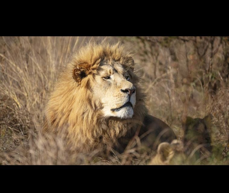 Bothongo Rhino and Lion Nature Reserve Self Drive - Who Should Consider This Experience?