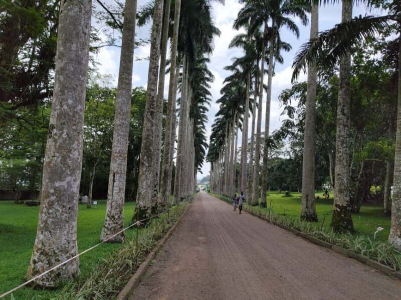 Boti Falls, Aburi Gardens, and Asenema Waterfalls - Who Will Love This Tour?