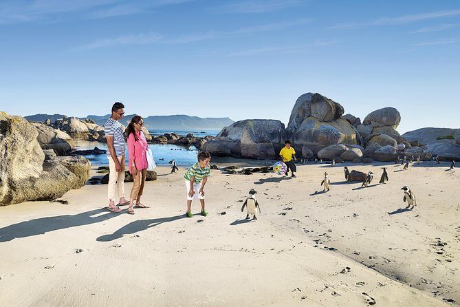 Boulders Beach Cape Town: Swimming With Penguin & Close Encounter Half Day Tour - A Warm Welcome and Scenic Introduction