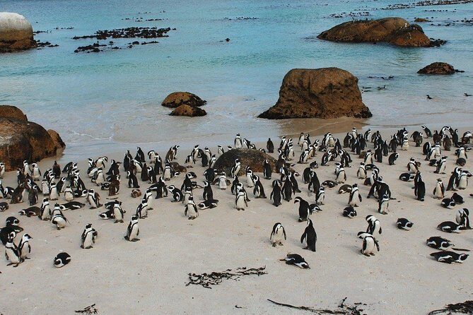 Boulders Beach Cape Town: Swimming With Penguin & Close Encounter Half Day Tour - Returning to Cape Town