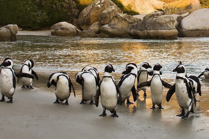 Boulders Beach Cape Town: Swimming With Penguin & Close Encounter Half Day Tour - Analyzing the Value and Experience