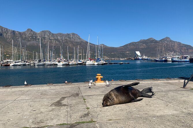 Boulders Beach Penguins and Seal Island Boat Trip Half Day Tour - Practical Details and What to Expect