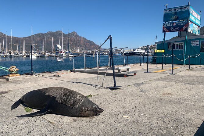 Boulders Beach Penguins and Seal Island Boat Trip Half Day Tour - The Value of the Tour