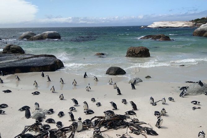 Boulders Beach Penguins and Seal Island Boat Trip Half Day Tour - Who Should Book This Tour?