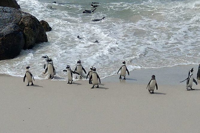 Boulders Beach Penguins and Seal Island Boat Trip Half Day Tour - FAQs