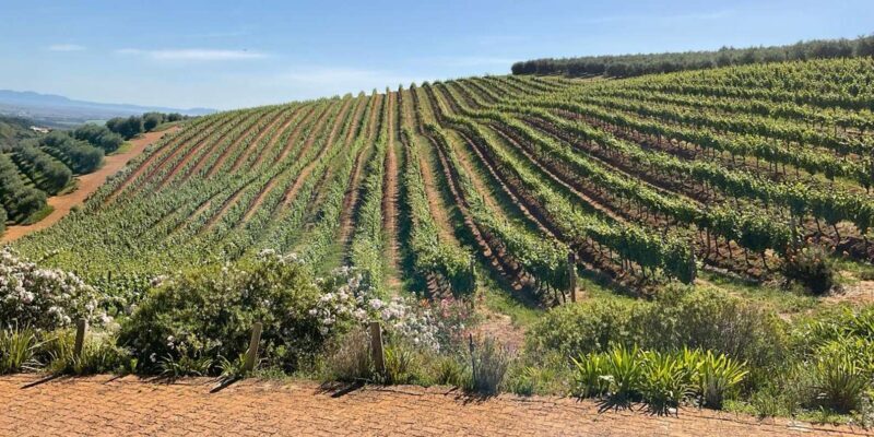 Boulders beach penguins and Wine tasting full-day tour - FAQ