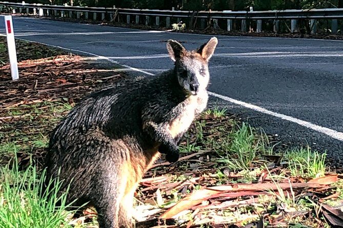 Boutique Great Ocean Road, wildlife and Rainforest Experience - An Introduction to the Tour