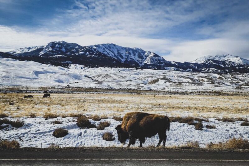 Bozeman: 6 Day Yellowstone Winter Wonderland Tour - Exploring Yellowstone in Winter: What You Can Expect