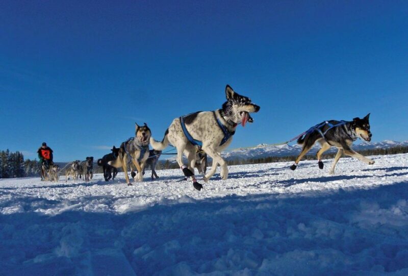 Bozeman: 6 Day Yellowstone Winter Wonderland Tour - Who Will Love This Tour?