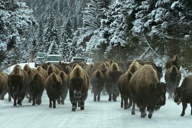 Bozeman Winter Wildlife Safari, Lamar Valley, Burrito and Lunch - FAQ