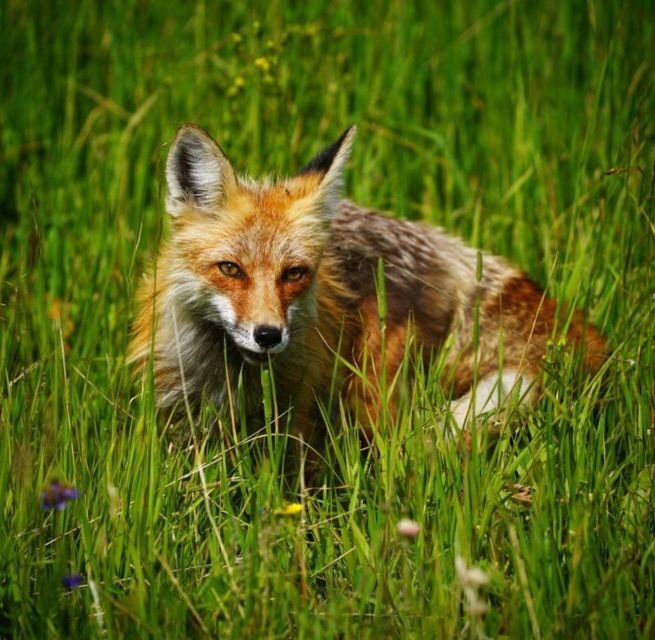 Bozeman: Yellowstone & Grand Teton National Park with Hotel - Why Choose This Tour?