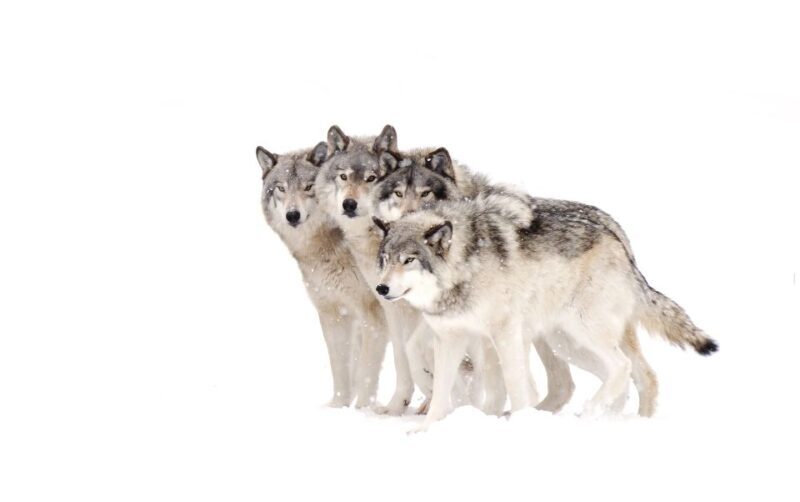Bozeman: Yellowstone Wolves and Winter 4Day/3Night Adventure - Day 3: Full Day of Wildlife Watching