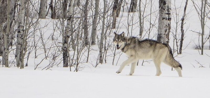 Bozeman: Yellowstone Wolves and Winter 4Day/3Night Adventure - Day 4: Last Morning and Return