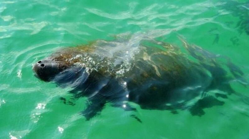 Bradenton: Anna Maria Island Guided Kayaking Manatee Tour - Introduction