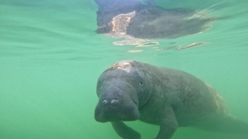 Bradenton: Guided Pedal Kayak Tour - Final Thoughts