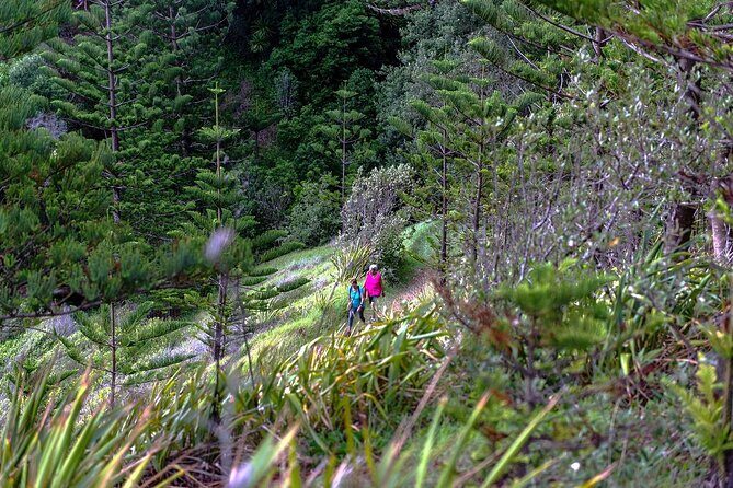 Breakfast Bushwalk in Norfolk Island - An In-Depth Look at the Norfolk Island Breakfast Bushwalk