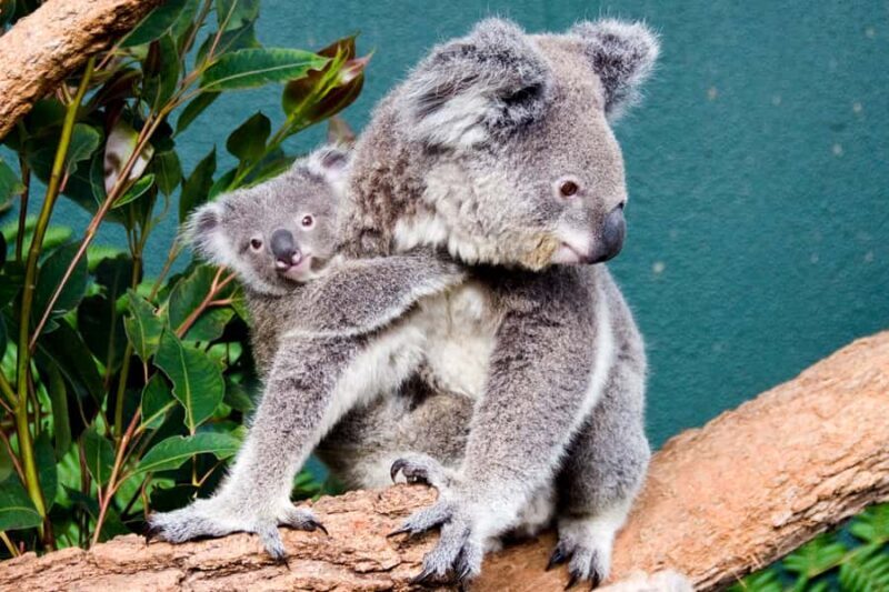 Breakfast with Koalas at WILD LIFE Zoo Darling Harbour - The Bottom Line