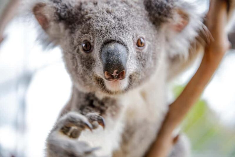 Breakfast with Koalas at WILD LIFE Zoo Darling Harbour - FAQs