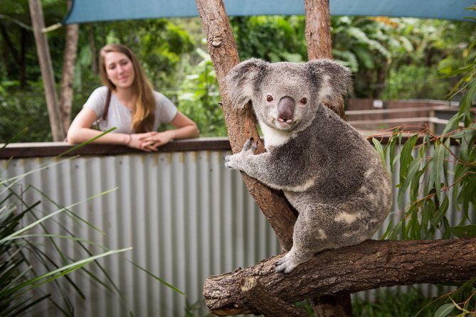 Breakfast with the Koalas at Hartley's Crocodile Park from Cairns or Palm Cove - The Experience from the Reviews: Authentic Perspectives