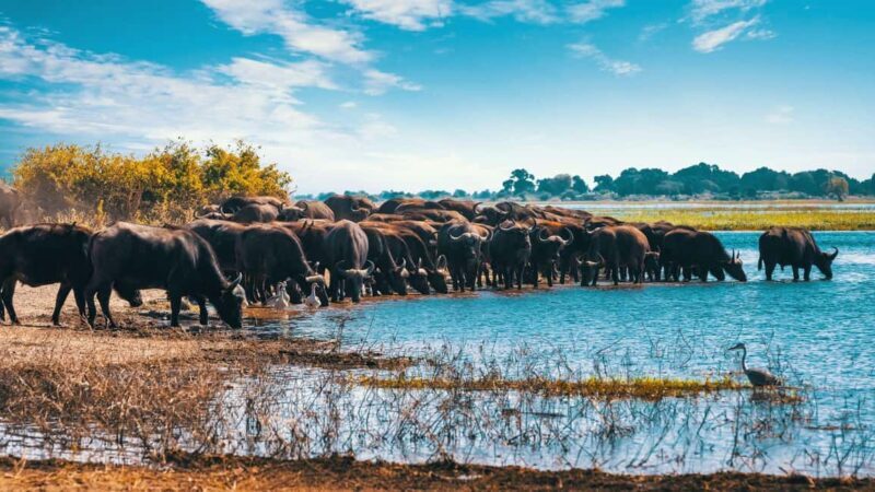 Breathtaking to Lake Manyara National Park Daytrip - An In-Depth Look at the Lake Manyara Daytrip