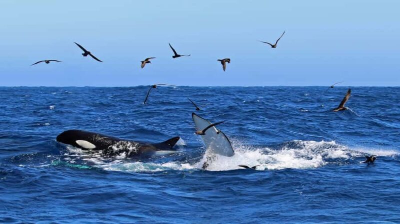 Bremer Bay: Bremer Canyon Killer Whale Expedition - An In-Depth Look at the Bremer Canyon Killer Whale Expedition