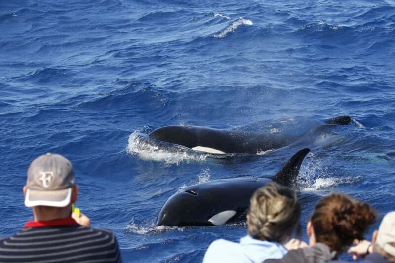 Bremer Bay: Bremer Canyon Killer Whale Expedition - Who Should Consider This Tour?