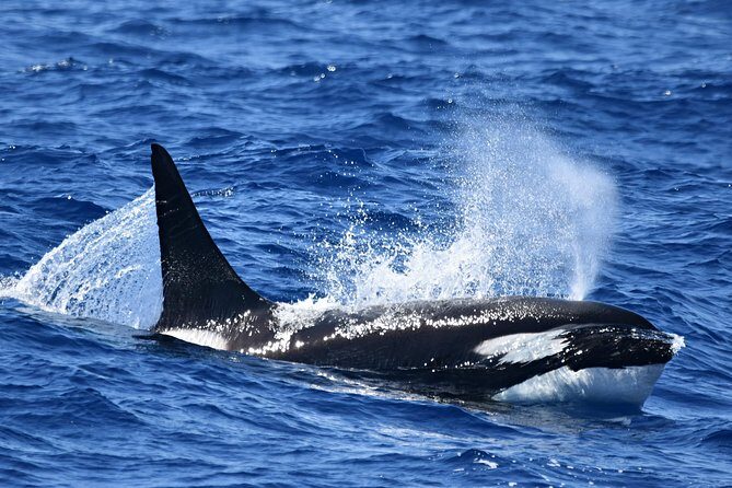 Bremer Bay Orca Experience - An In-Depth Look at the Bremer Bay Orca Experience