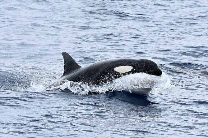 Bremer Bay Orca Experience - The Sum Up: Is It Worth It?