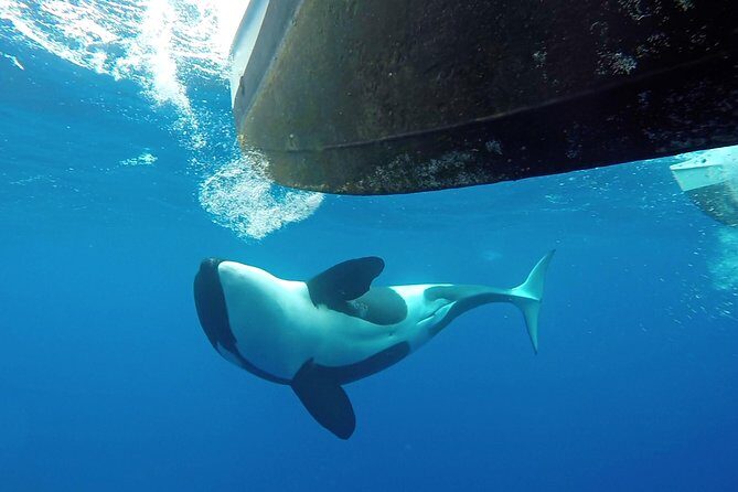 Bremer Bay Orca Experience - Frequently Asked Questions