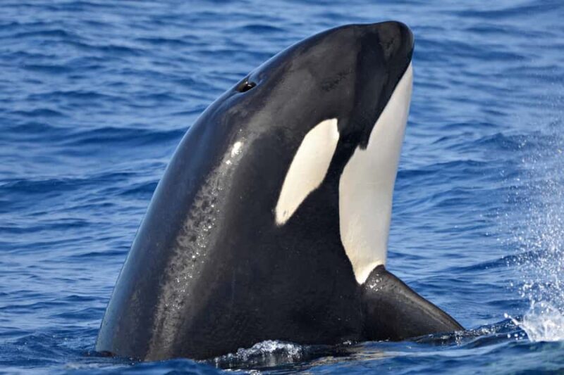 Bremer Canyon Orca Experience from Bremer Bay - A Detailed Look at the Bremer Canyon Orca Experience