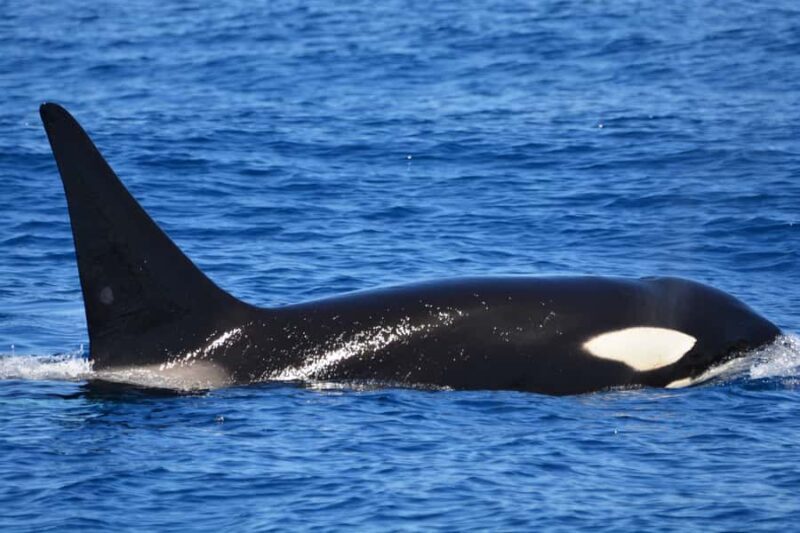 Bremer Canyon Orca Experience from Bremer Bay - The Sum Up