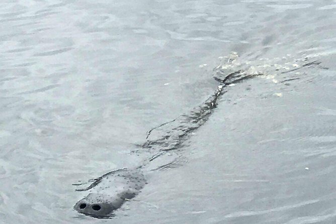 Brevard County Tours, dolphin and manatee tours in Palm Bay, FL - An In-Depth Look at the Tour
