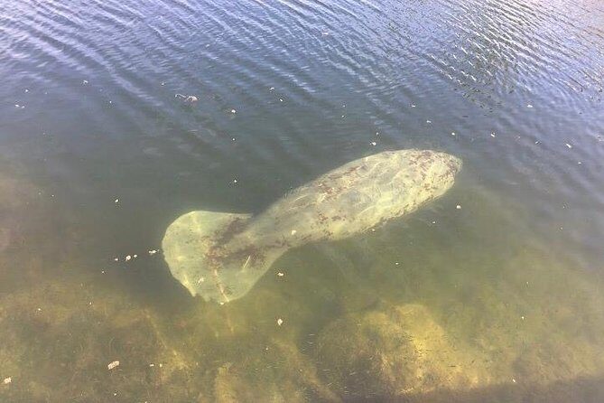 Brevard County Tours, dolphin and manatee tours in Palm Bay, FL - Final Thoughts