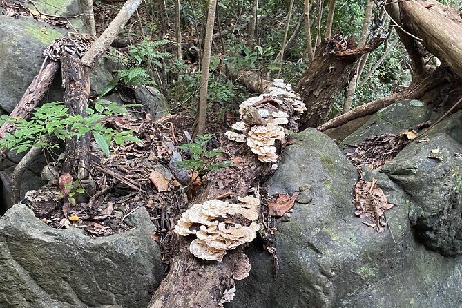 Brewers Bay Eco Hiking Tour - The Experience Through the Eyes of Travelers