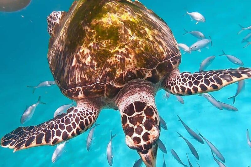 Bridgetown: Carlisle Bay Turtle and Shipwreck Boat Cruise - An In-Depth Look at the Carlisle Bay Boat Cruise